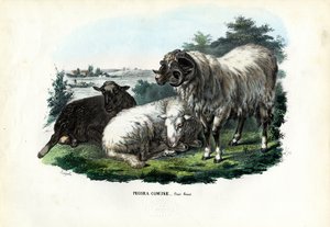 الأغنام المحلية ، 1863-1879